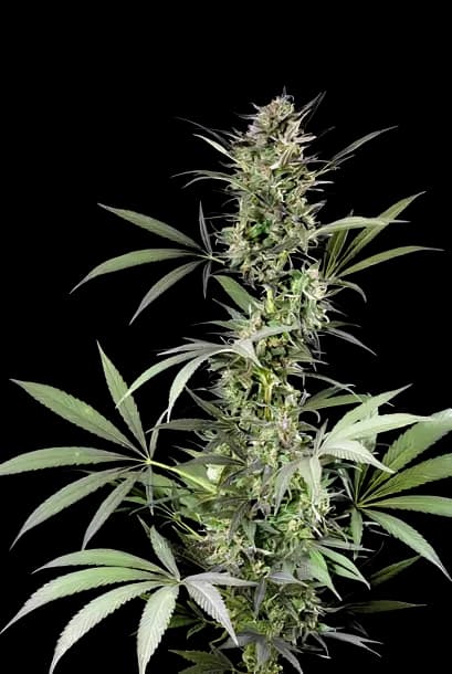 Blue Fruit cannabis seeds packaging — Royal King Seeds Australia