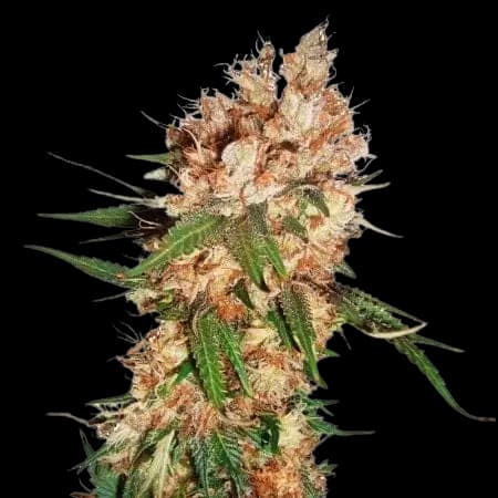 Blue God cannabis seeds packaging — Royal King Seeds Australia