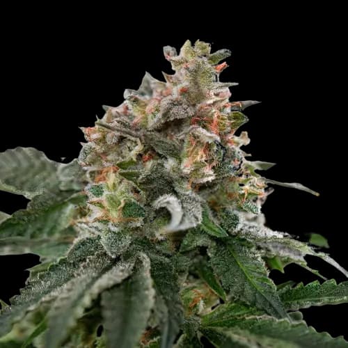 Blue Goo cannabis seeds packaging — Royal King Seeds Australia