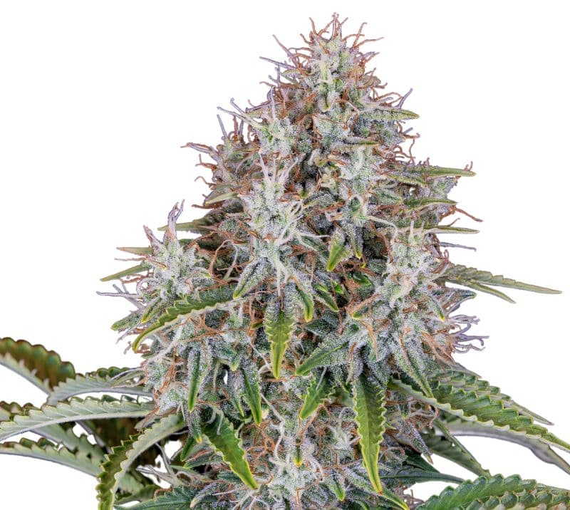 Blue Haze cannabis seeds packaging — Royal King Seeds Australia