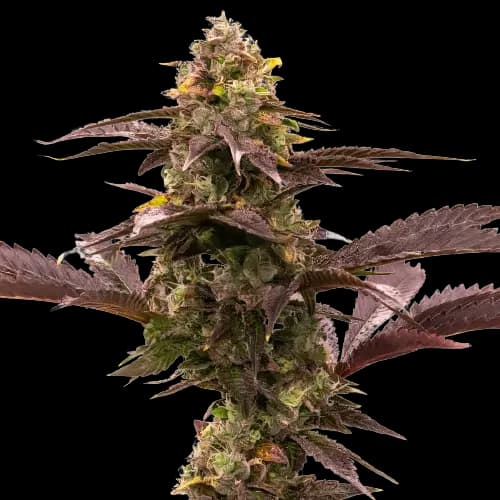 Blue Jack City cannabis seeds packaging — Royal King Seeds Australia