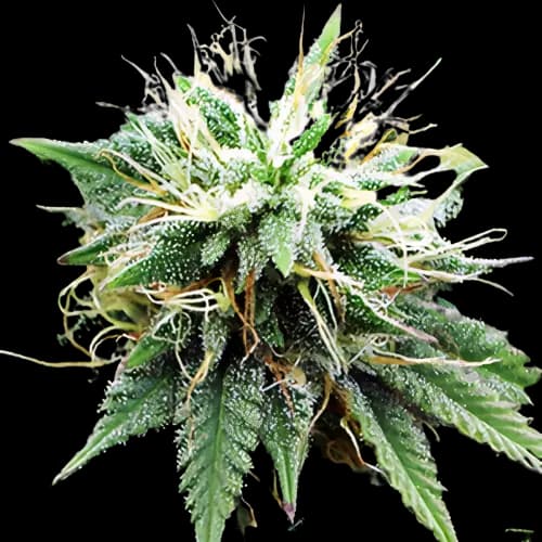 Blue Lights cannabis seeds packaging — Royal King Seeds Australia