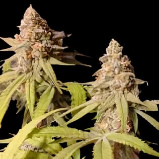 Blue Mango cannabis seeds packaging — Royal King Seeds Australia