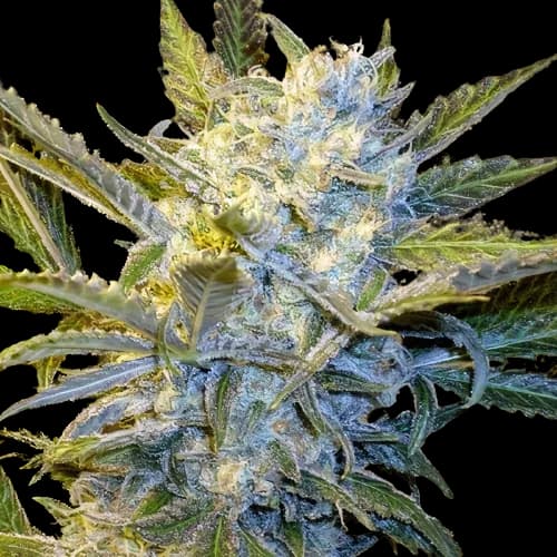 Blue Mystic cannabis seeds packaging — Royal King Seeds Australia
