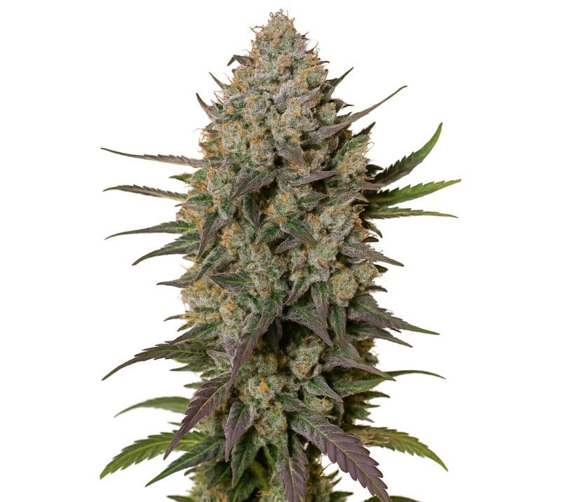 Blue Persuasion cannabis seeds packaging — Royal King Seeds Australia