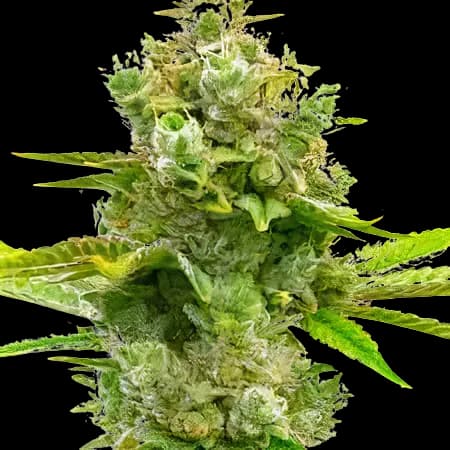 Blue Princess cannabis seeds packaging — Royal King Seeds Australia