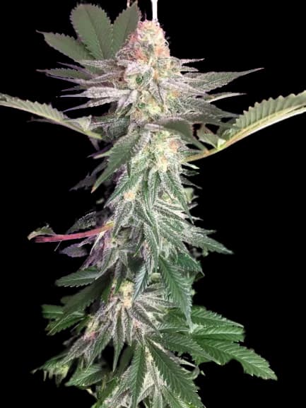 Blue Widow cannabis seeds packaging — Royal King Seeds Australia