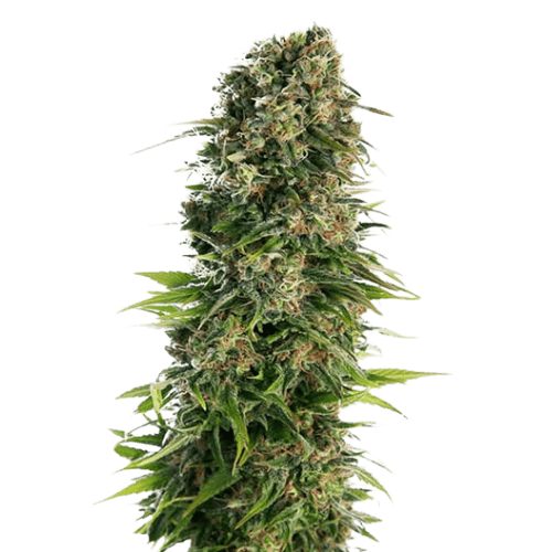 Blue Zkittlez cannabis seeds packaging — Royal King Seeds Australia