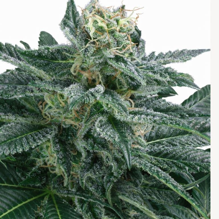 Blueberry AK cannabis seeds packaging — Royal King Seeds Australia