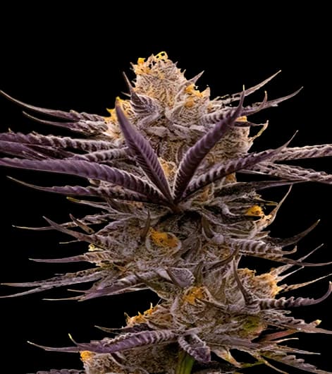 Blueberry Badazz OG cannabis seeds packaging — Royal King Seeds Australia