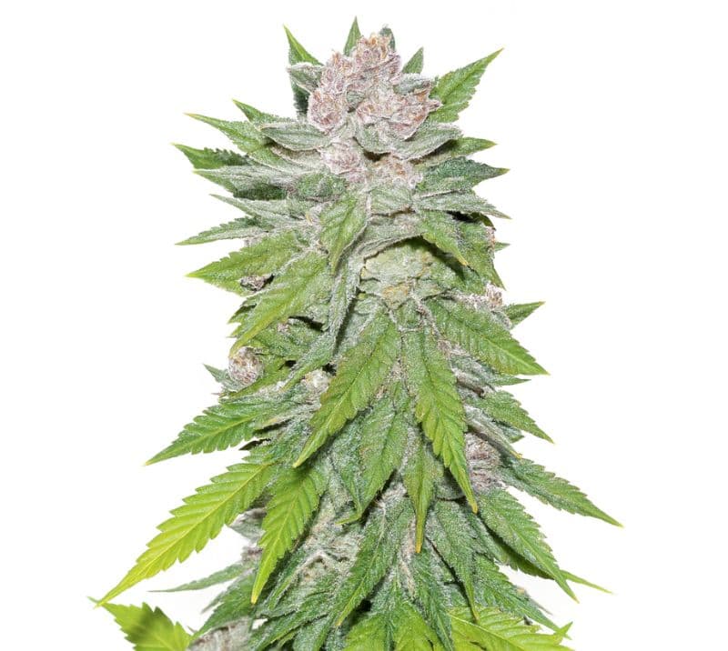 Blueberry Cheesecake cannabis seeds packaging — Royal King Seeds Australia