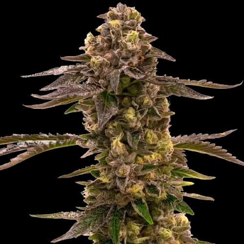 Blueberry Gusto cannabis seeds packaging — Royal King Seeds Australia