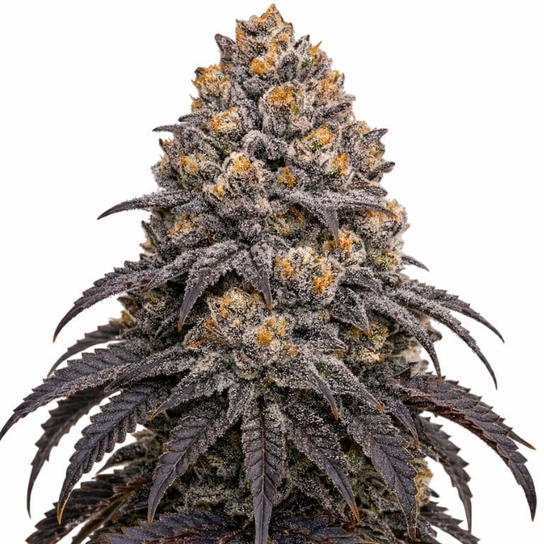 Blueberry Kush cannabis seeds packaging — Royal King Seeds Australia