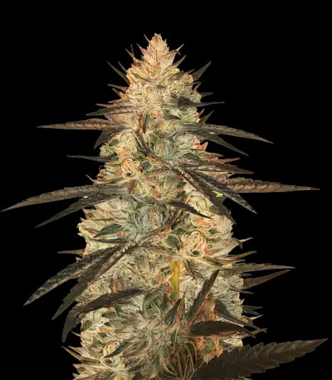 Blueberry Yum Yum cannabis seeds packaging — Royal King Seeds Australia