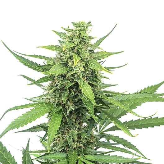 Bogart cannabis seeds packaging — Royal King Seeds Australia