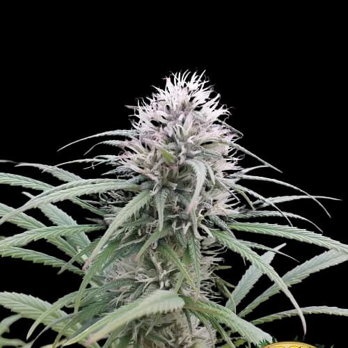 Brains Damage cannabis seeds packaging — Royal King Seeds Australia