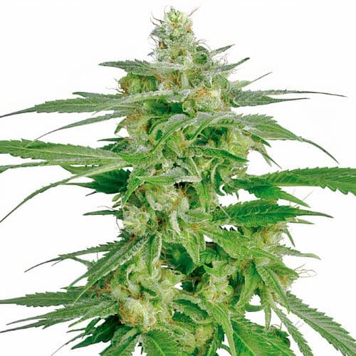 Brand X cannabis seeds packaging — Royal King Seeds Australia