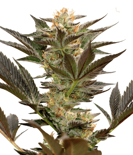 Bruce Banner #3 cannabis seeds packaging — Royal King Seeds Australia