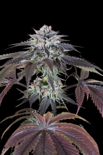 Bubba Gift cannabis seeds packaging — Royal King Seeds Australia