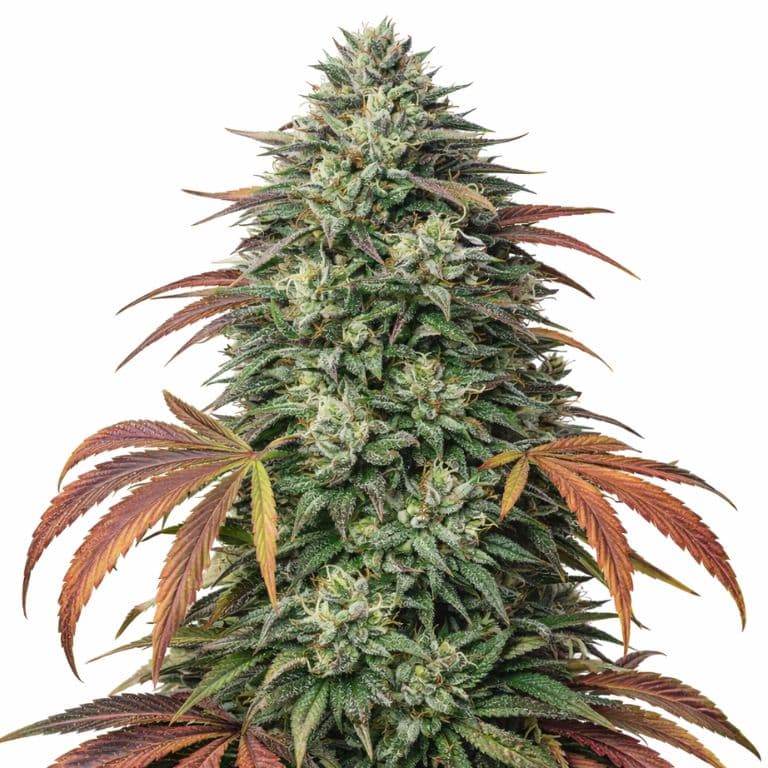 Bubba Kush cannabis seeds packaging — Royal King Seeds Australia