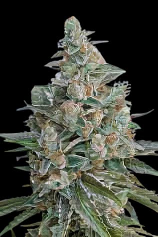 Bubba OG cannabis seeds packaging — Royal King Seeds Australia