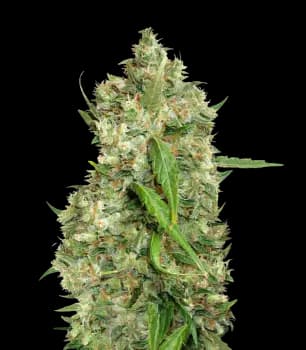 Bubba Tom Hayes cannabis seeds packaging — Royal King Seeds Australia