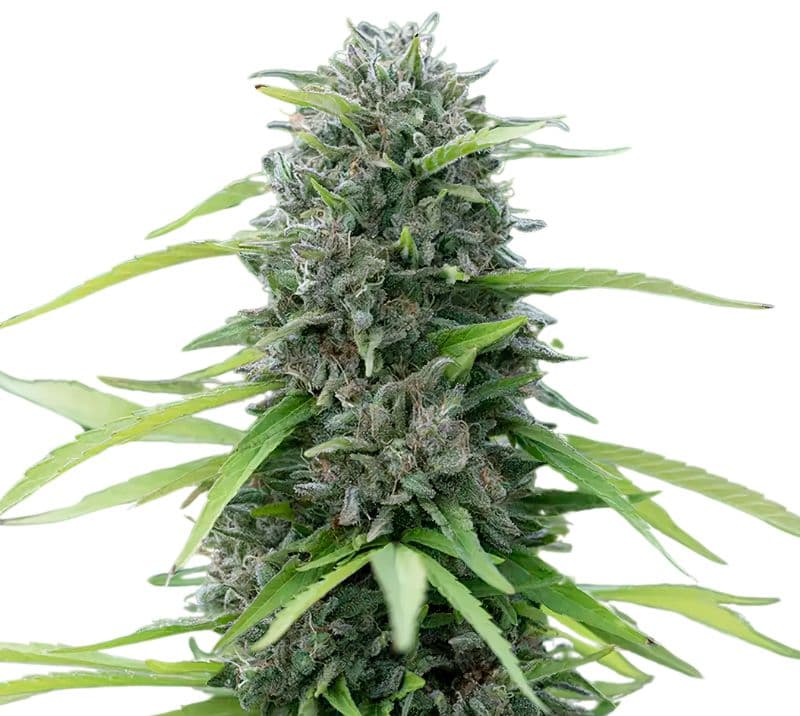 Bubble Cheese cannabis seeds packaging — Royal King Seeds Australia