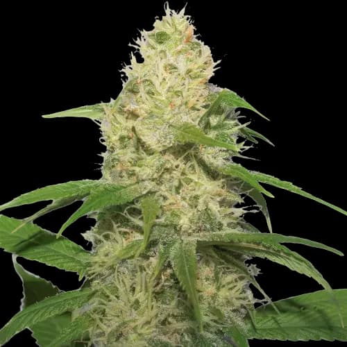 Bubbleberry cannabis seeds packaging — Royal King Seeds Australia
