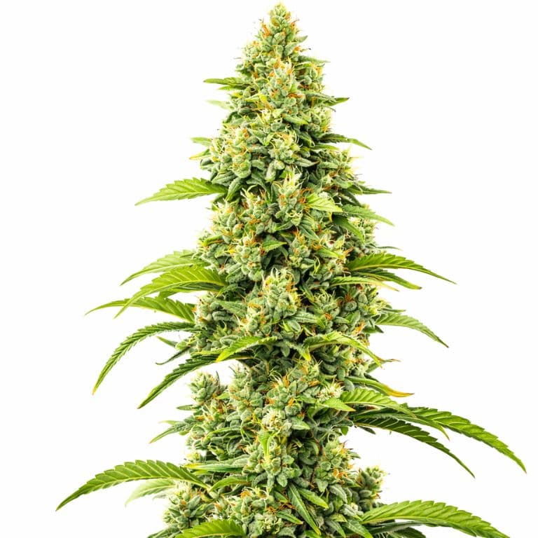 Bubblegum Haze cannabis seeds packaging — Royal King Seeds Australia