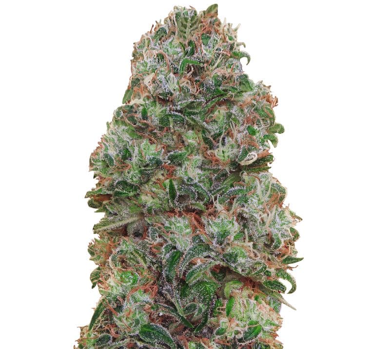 Bubblegum Kush cannabis seeds packaging — Royal King Seeds Australia
