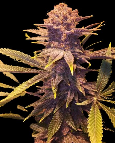 Buckeye Purple cannabis seeds packaging — Royal King Seeds Australia