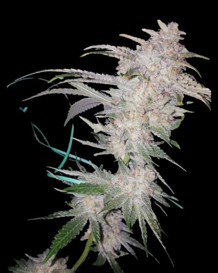 Buddha Tahoe cannabis seeds packaging — Royal King Seeds Australia