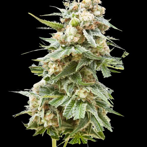 Burkle cannabis seeds packaging — Royal King Seeds Australia