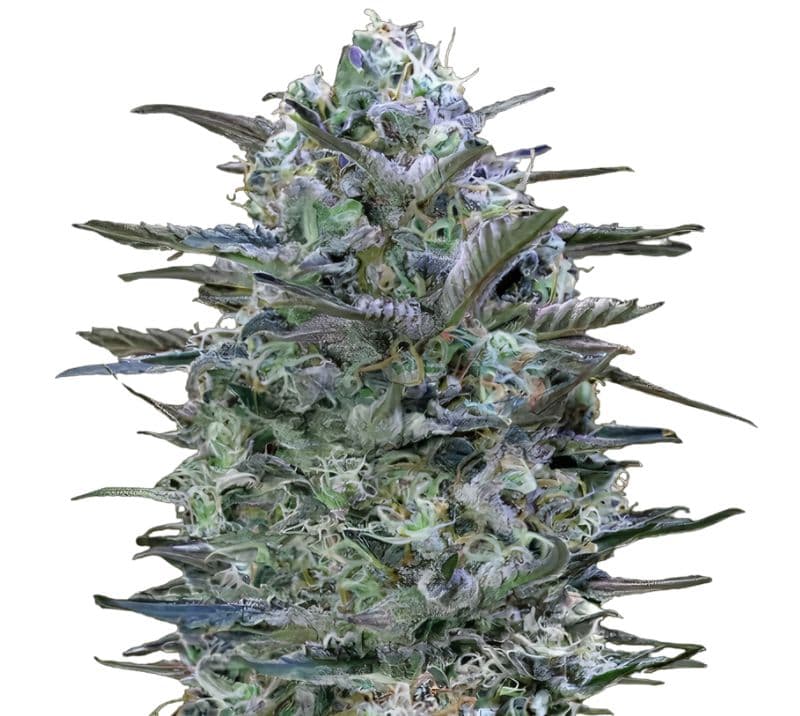 Burmese Kush cannabis seeds packaging — Royal King Seeds Australia