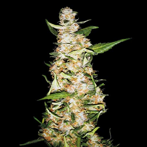 Butter OG cannabis seeds packaging — Royal King Seeds Australia