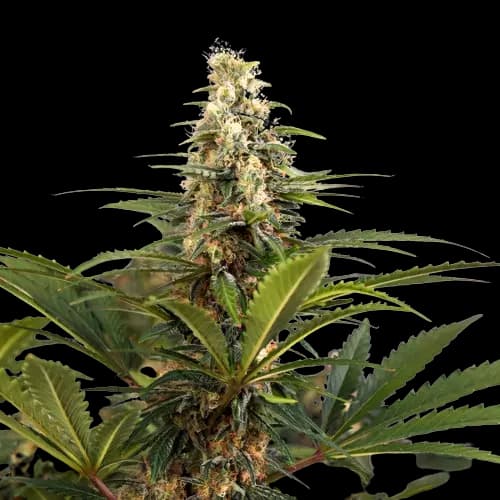 C4 cannabis seeds packaging — Royal King Seeds Australia