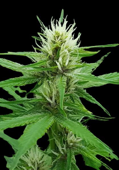 Cactus cannabis seeds packaging — Royal King Seeds Australia