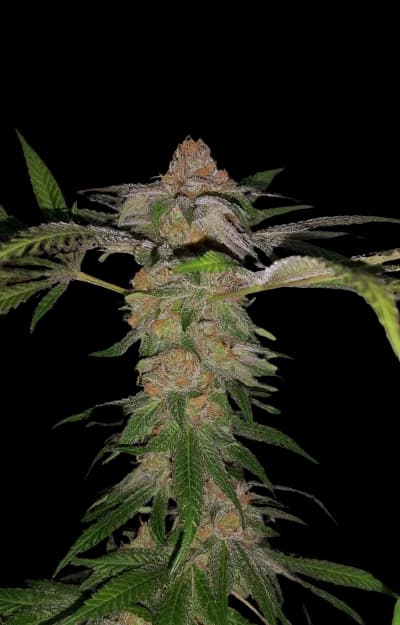Cadillac Purple cannabis seeds packaging — Royal King Seeds Australia