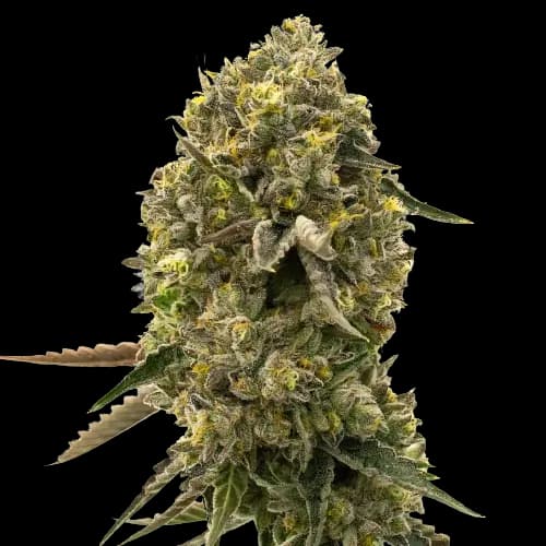 Caffeine Bomb cannabis seeds packaging — Royal King Seeds Australia