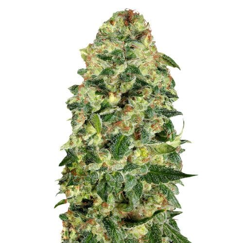 Cali Kush cannabis seeds packaging — Royal King Seeds Australia