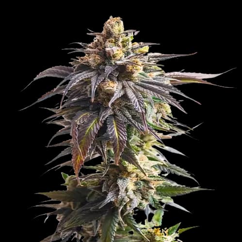 California Grapefruit cannabis seeds packaging — Royal King Seeds Australia