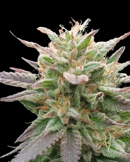 California Love cannabis seeds packaging — Royal King Seeds Australia