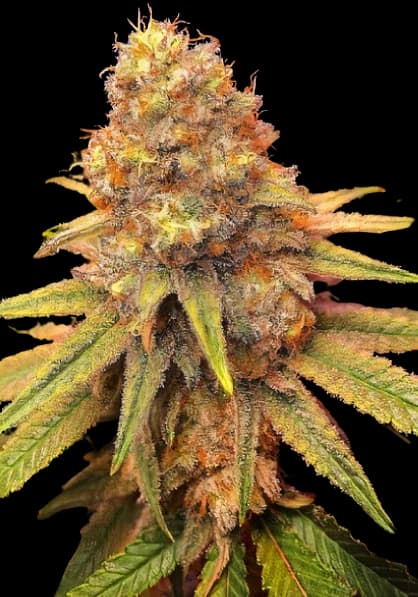 California Orange cannabis seeds packaging — Royal King Seeds Australia