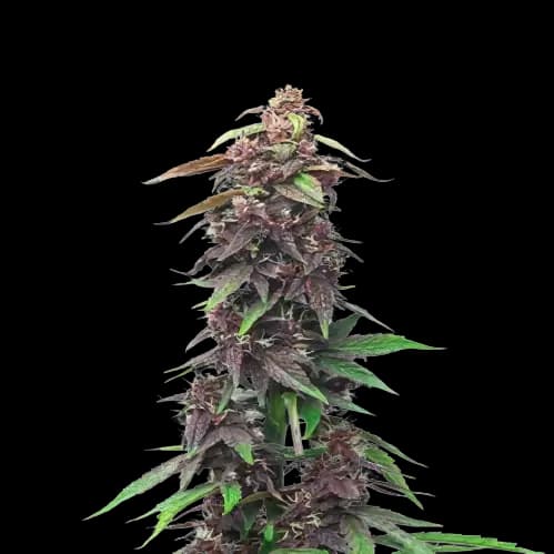 Candy Cane cannabis seeds packaging — Royal King Seeds Australia