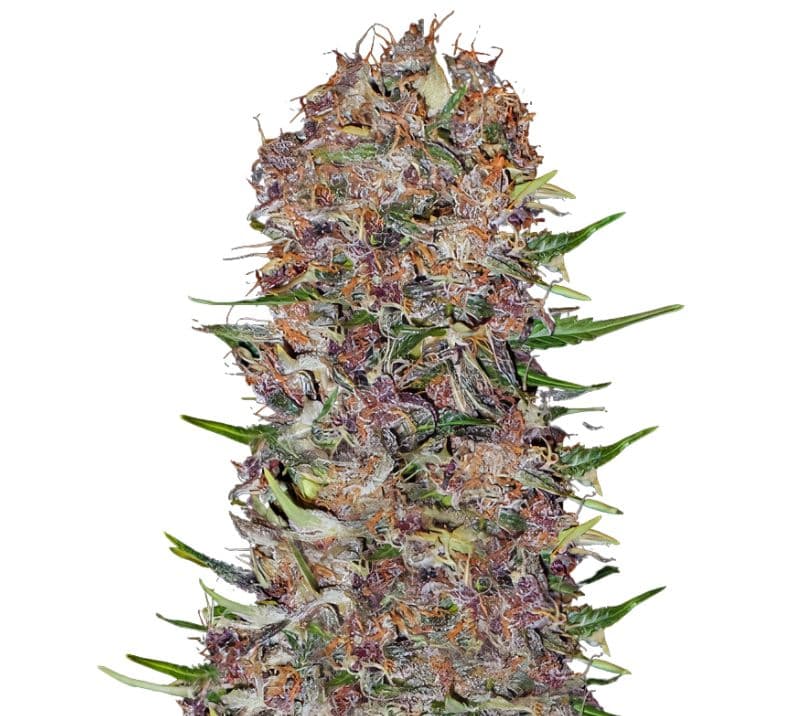 Candy Cream cannabis seeds packaging — Royal King Seeds Australia