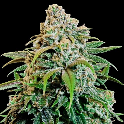 Canna-Tsu cannabis seeds packaging — Royal King Seeds Australia