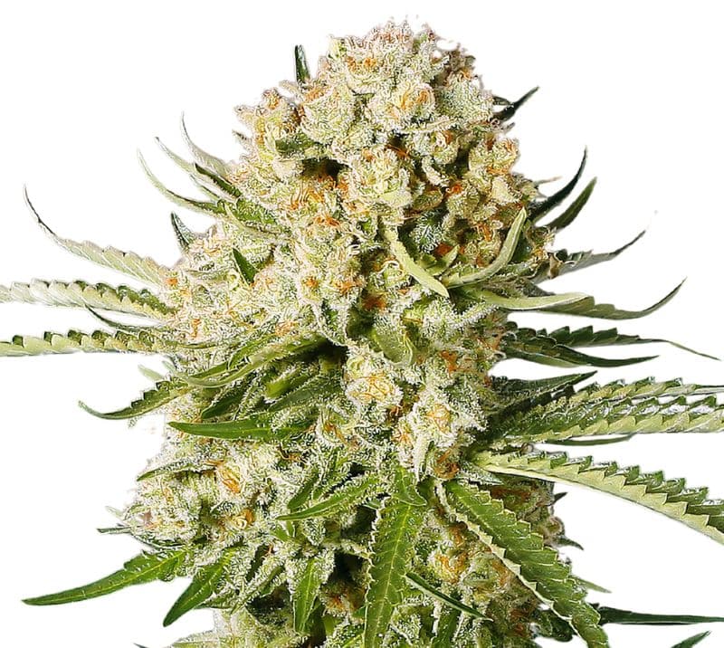 Cannalope Haze cannabis seeds packaging — Royal King Seeds Australia