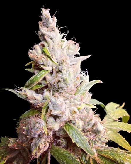 Cannatonic cannabis seeds packaging — Royal King Seeds Australia