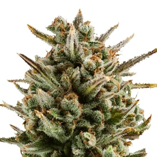 Capers cannabis seeds packaging — Royal King Seeds Australia