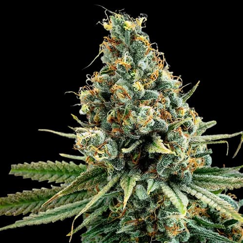 Cascadia Kush cannabis seeds packaging — Royal King Seeds Australia